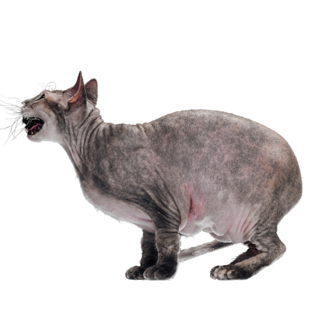 Image showing the vocal nature of the Sphynx Cat breed