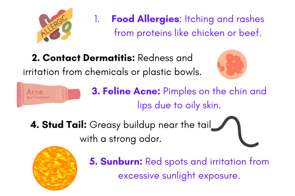 Infographic showing 5 Sphynx Cat Skin Issues