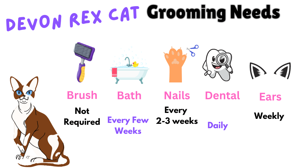 Infographic showing Devon Rex Cat breed grooming requirements