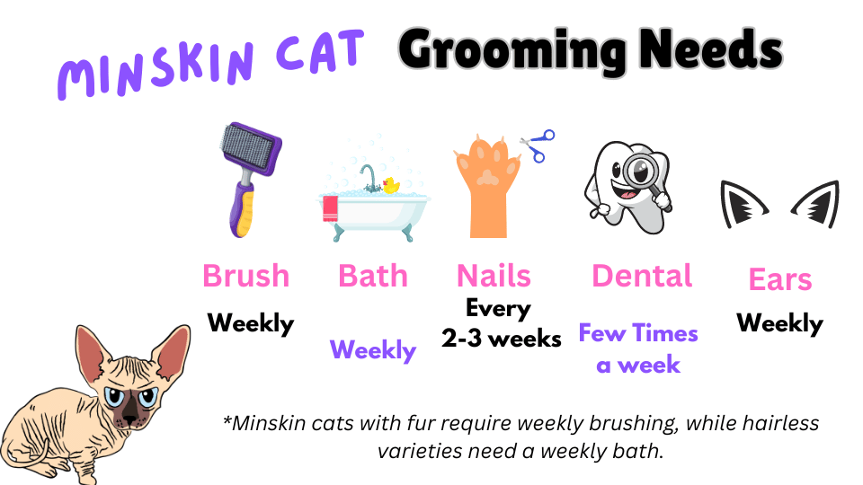 Infographic showing Minskin cat breed grooming requirement