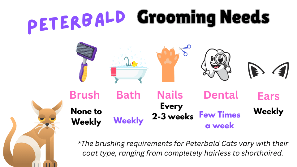 Infographic showing Peterbald cat breed grooming requirements