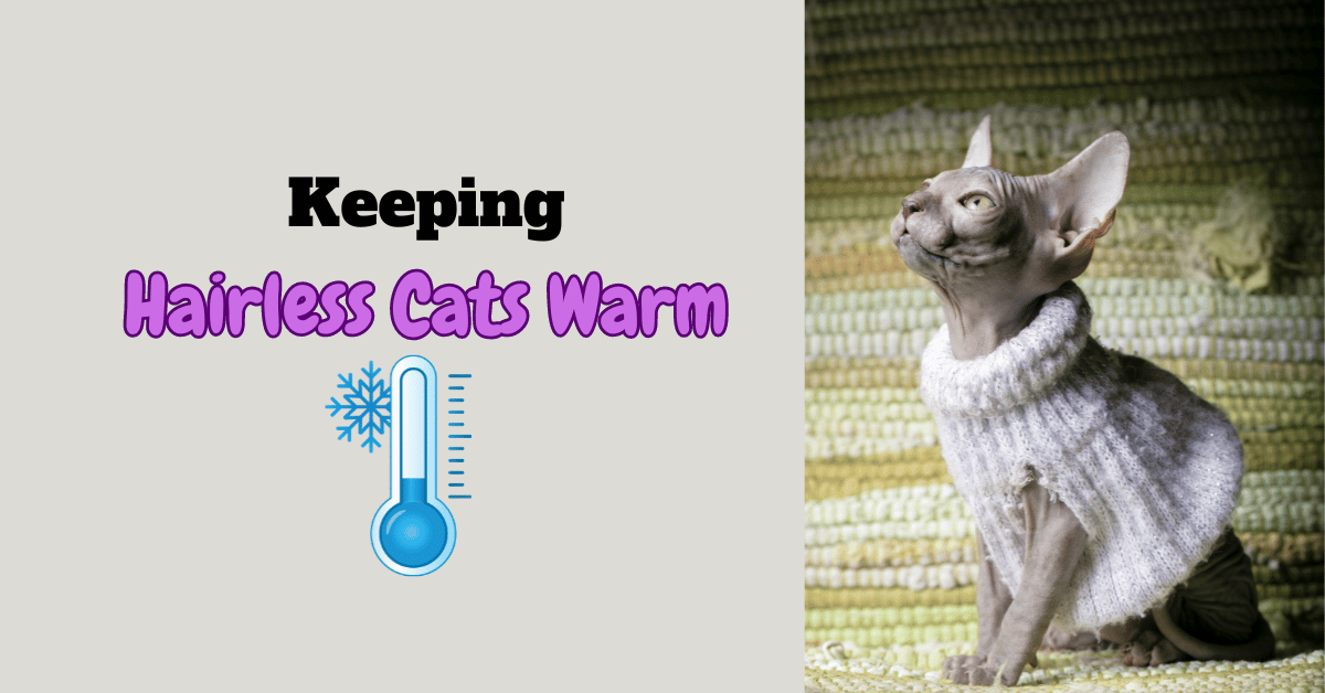 Keeping hairless cats warm featured image