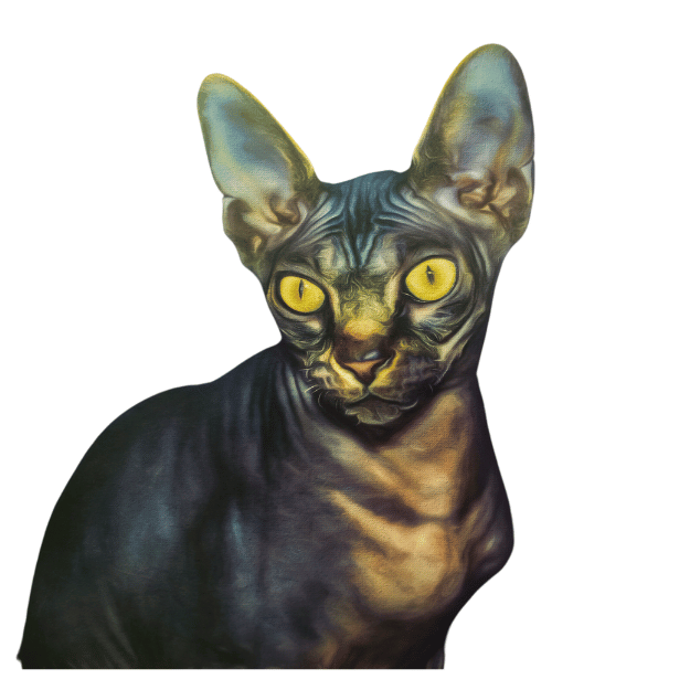 Mackerel Tabby Yellow eyes sphynx cat image