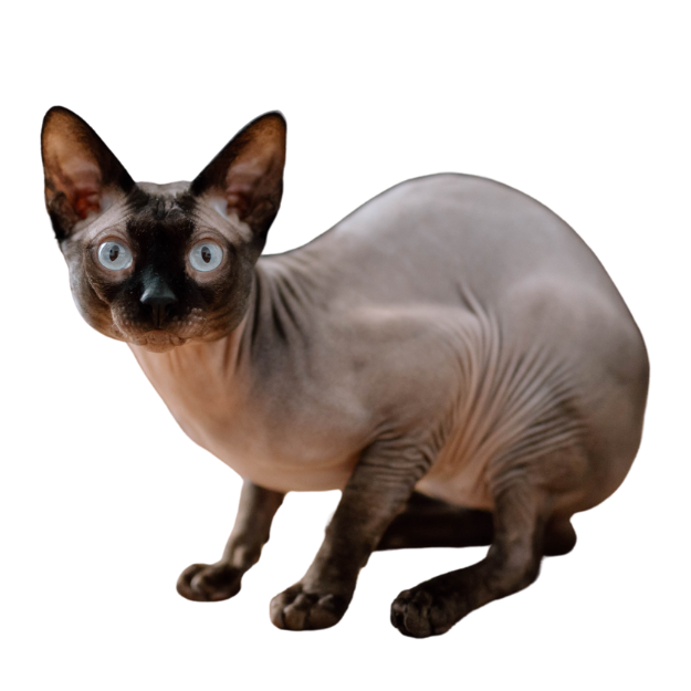 Image of a mink patterned Sphynx Cat