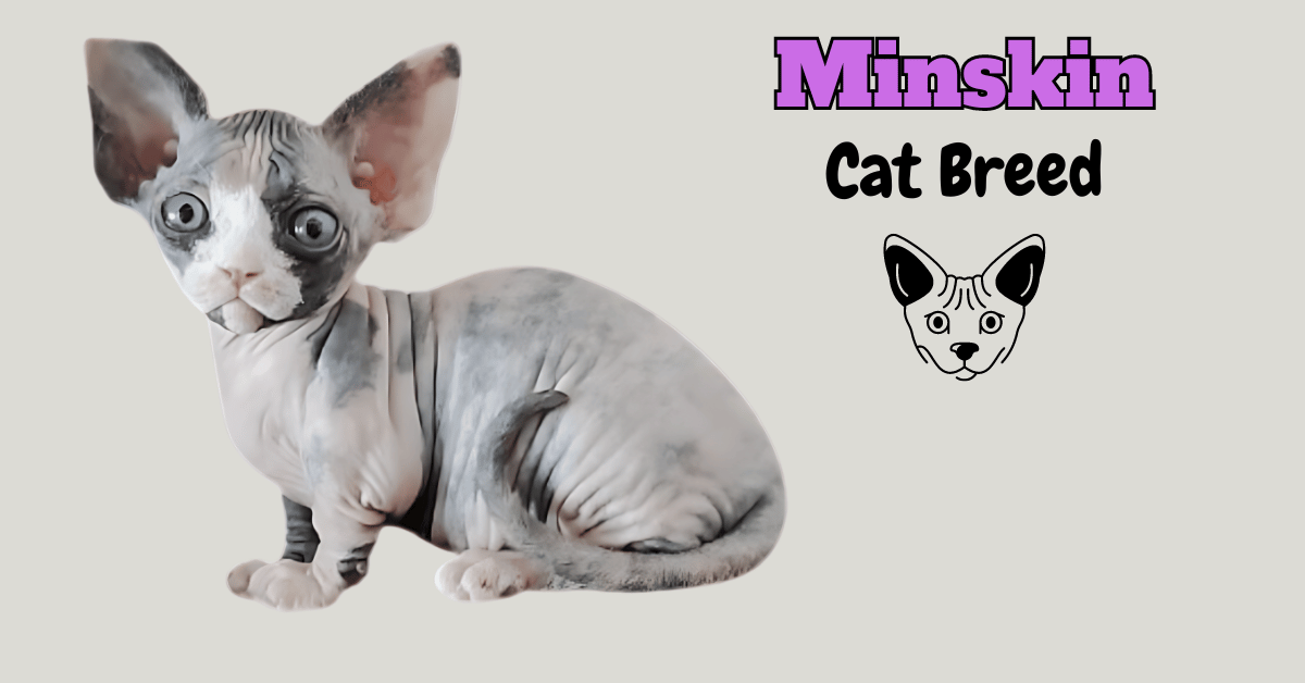 Minskin Cat breed Featured Post Image