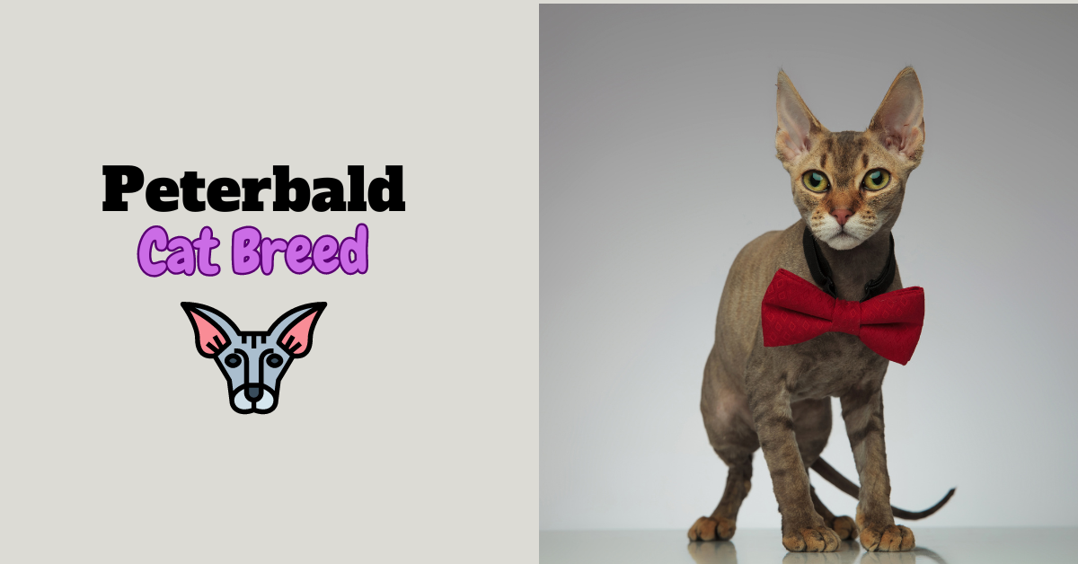 Peterbald cat breed featured image