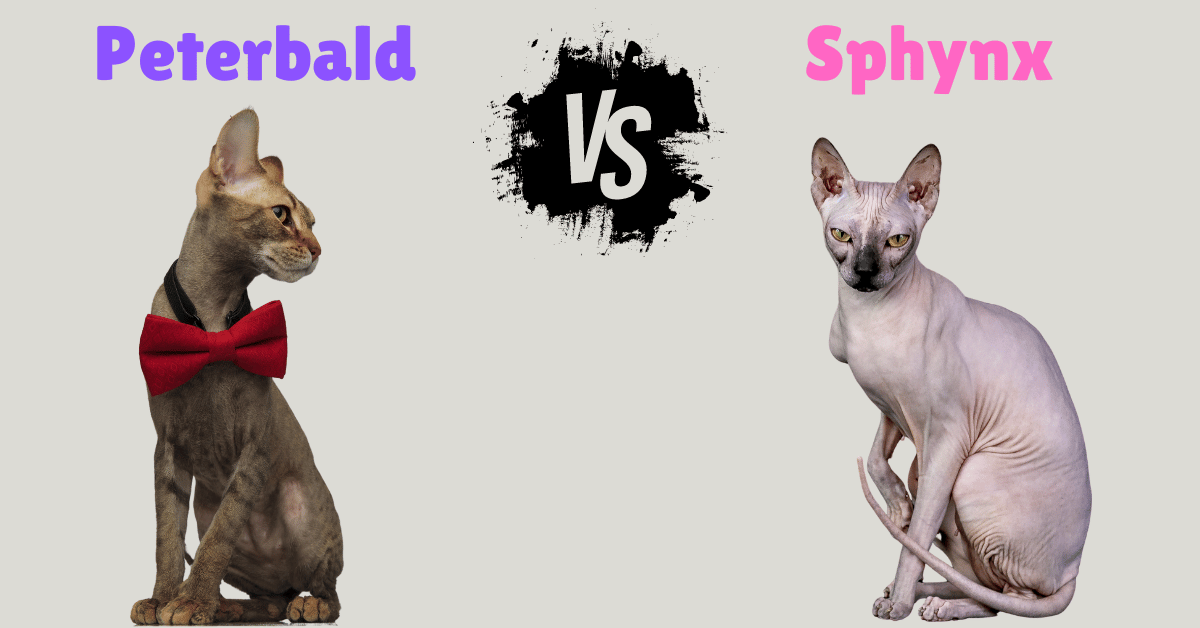 Peterbald vs Sphynx cat featured image