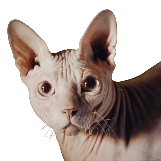 Photo of Senior Sphynx Cat