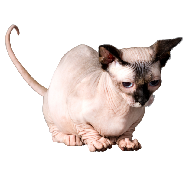 Pointed pattern sphynx cat image