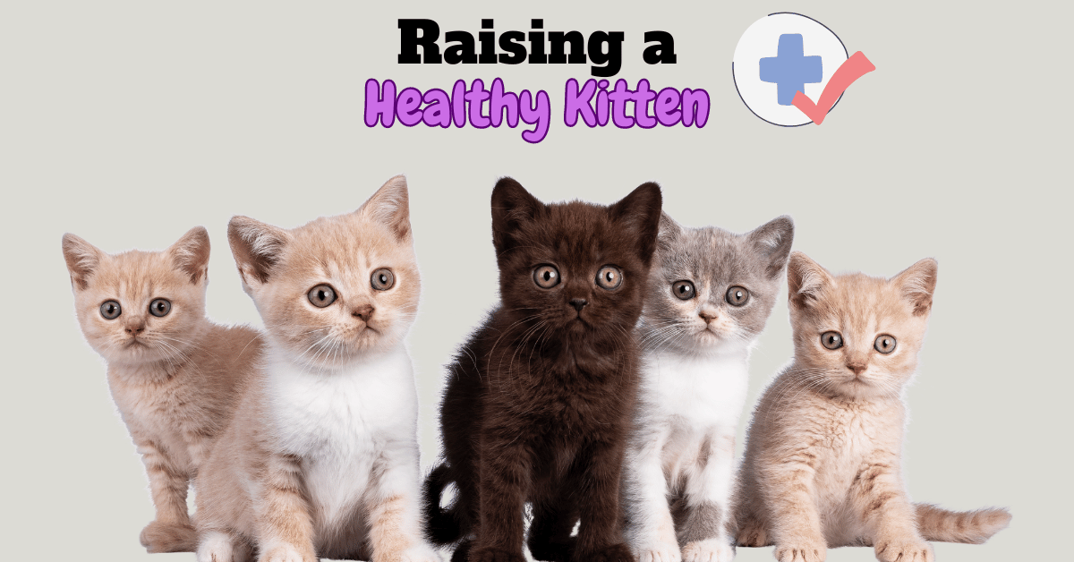 Raising healthy kittens featured image