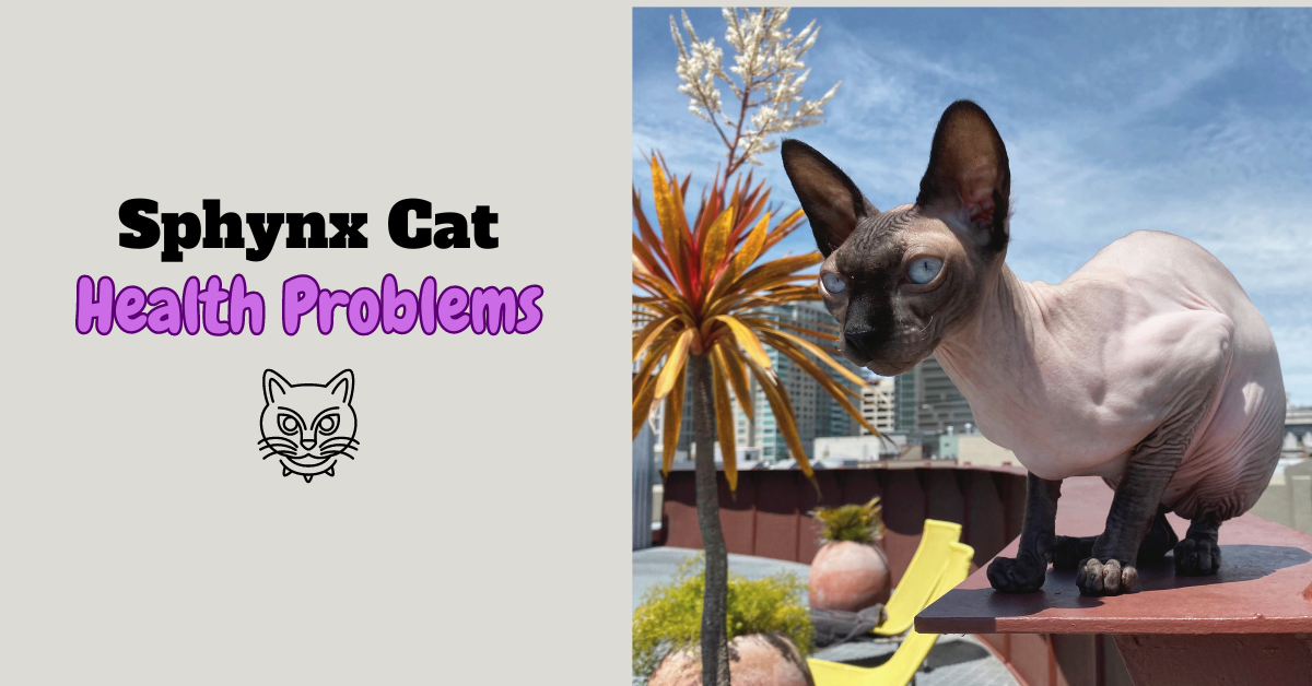 Sphynx Cat Health Problems Featured Image