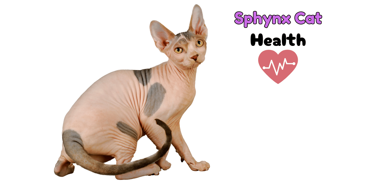 The Complete Manual on Sphynx Cat Health Maintenance