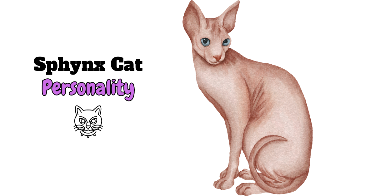 Sphynx Cat Personality Featured Image