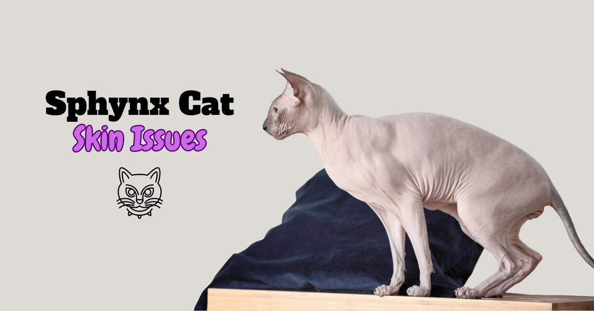 Managing Sphynx Cat Skin Issues: Expert Tips for Optimal Skin Health