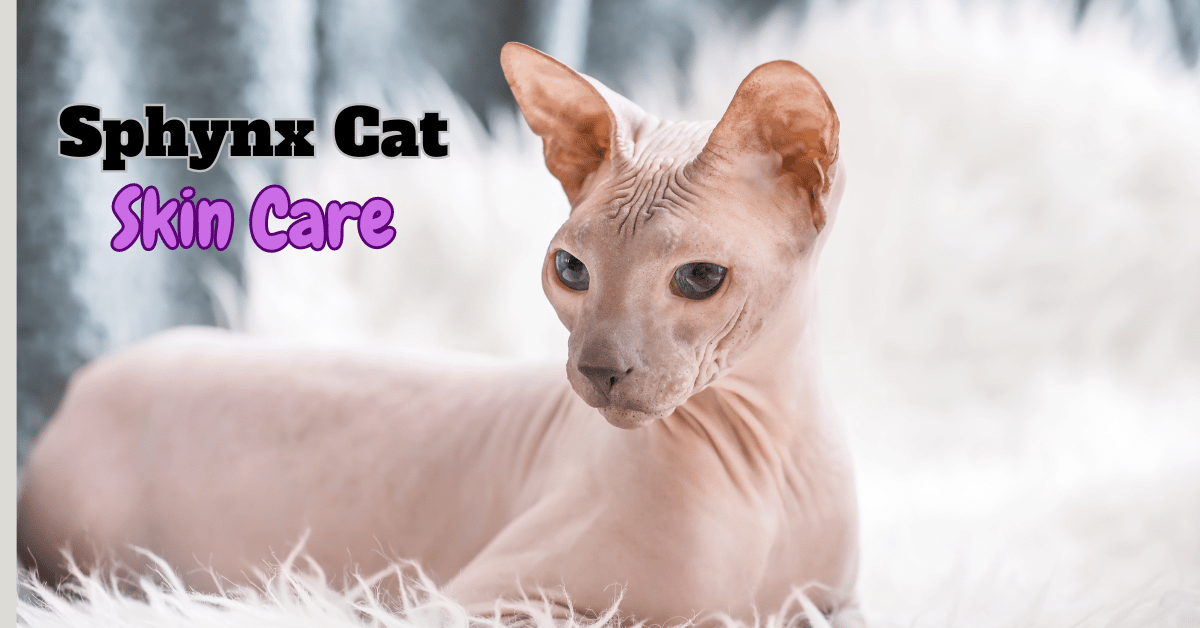 Sphynx Cat Skin care featured image