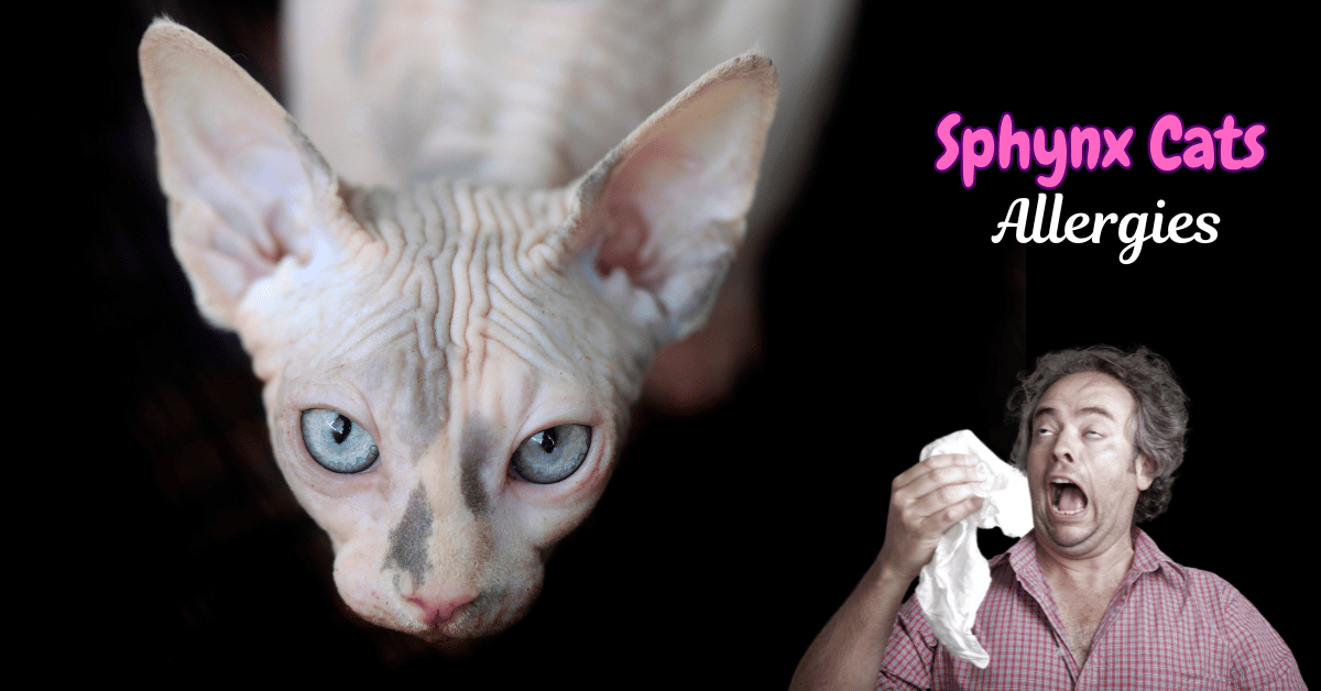 Sphynx cat Allergies featured image