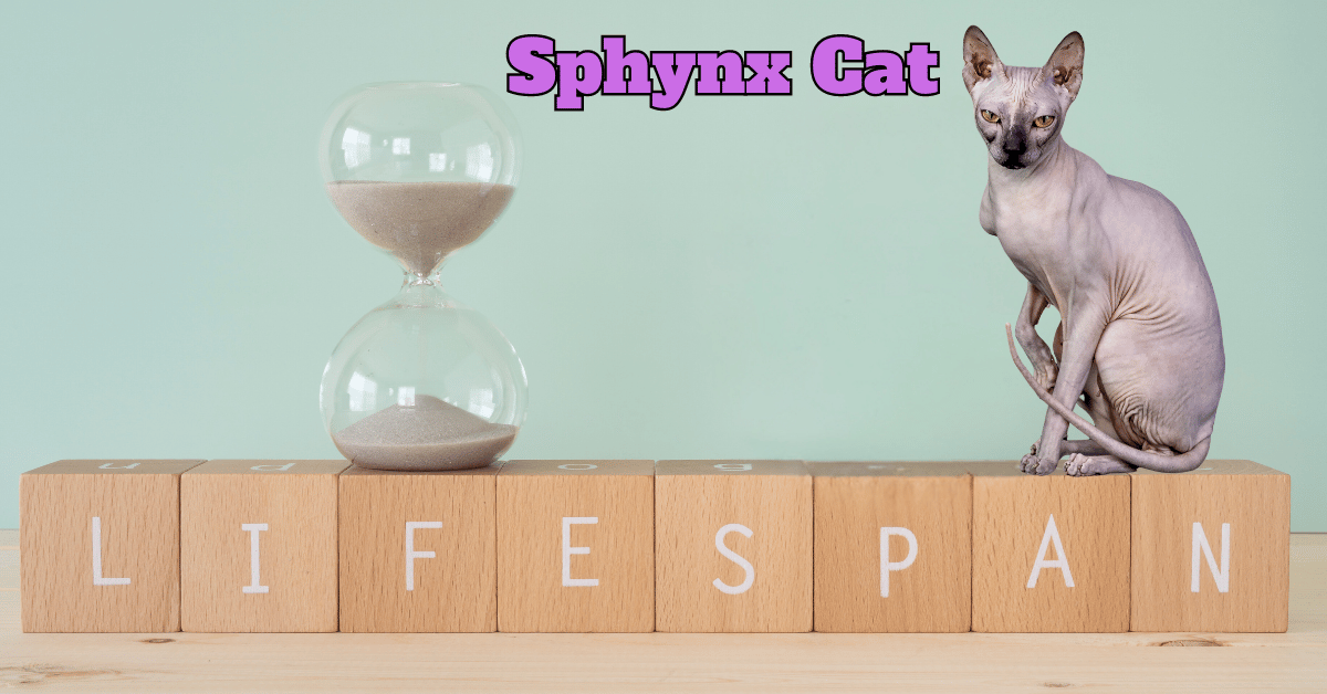 Sphynx cat lifespan featured image