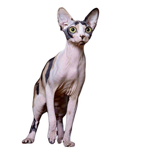 Tortoiseshell sphynx cat image