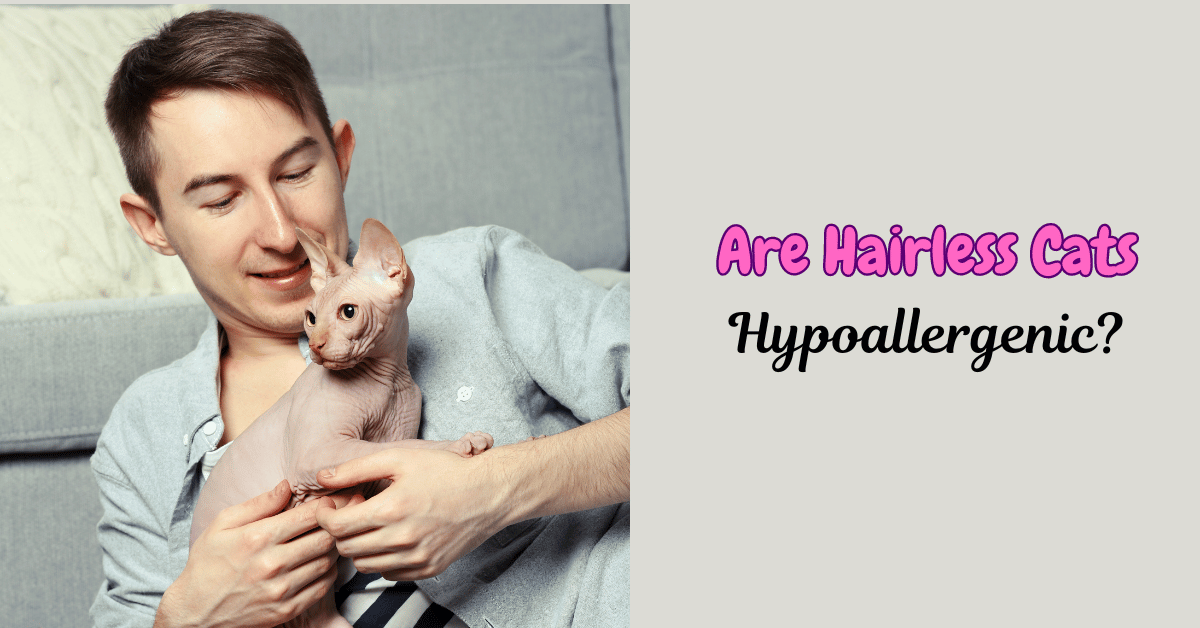 are hairless cats hypoallergenic featured image