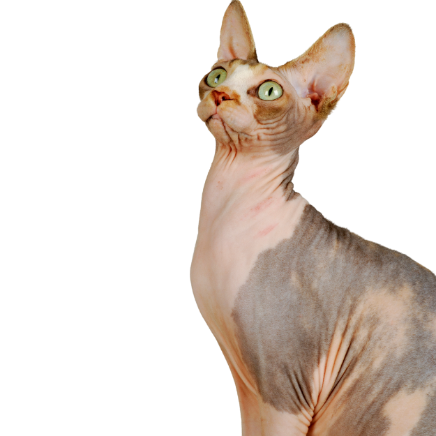 Sphynx Cat Colors: A Visual Guide to Their Unique Palette