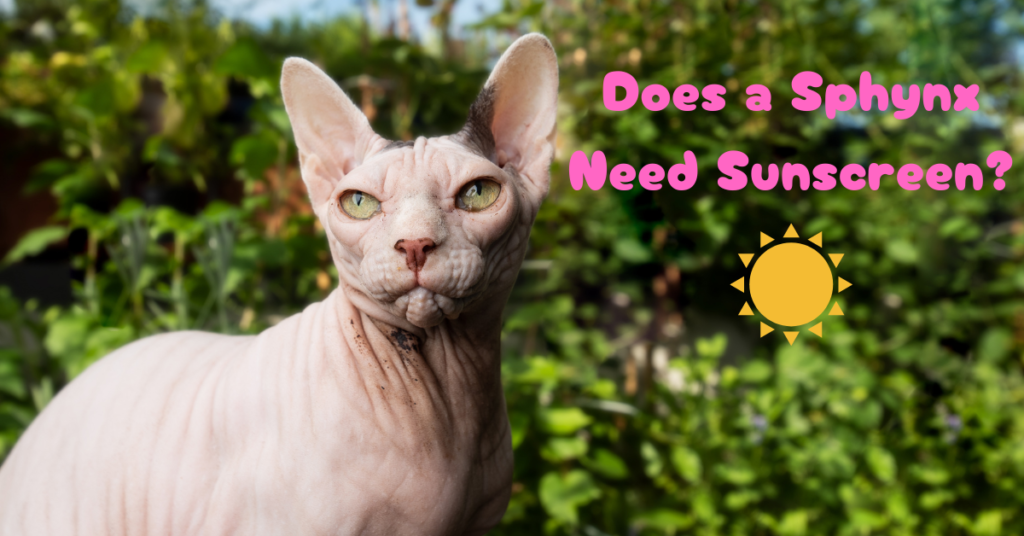 does a sphynx need a sunscreen