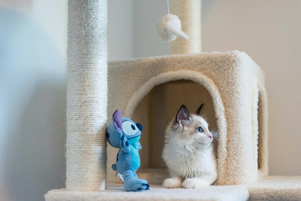 kitten on a scratching post with toys