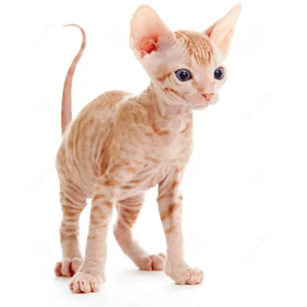 tabby sphynx cat image