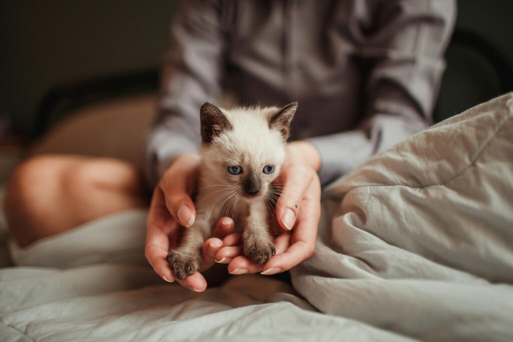 woman holding a cute kitten image