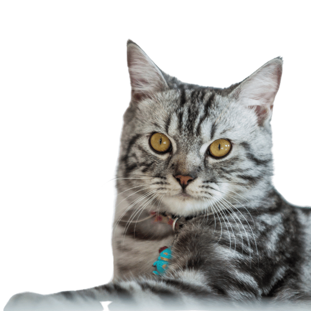 American Shorthair cat breed Image as one of the most popular cat breeds in the US