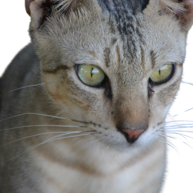 Australian Mist cat breed Image as one of the senior friendly cat breeds