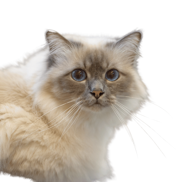 Birman cat breed Image as one of the long-haired cat breeds