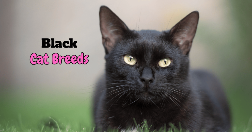 Black Cat breeds Featured Image