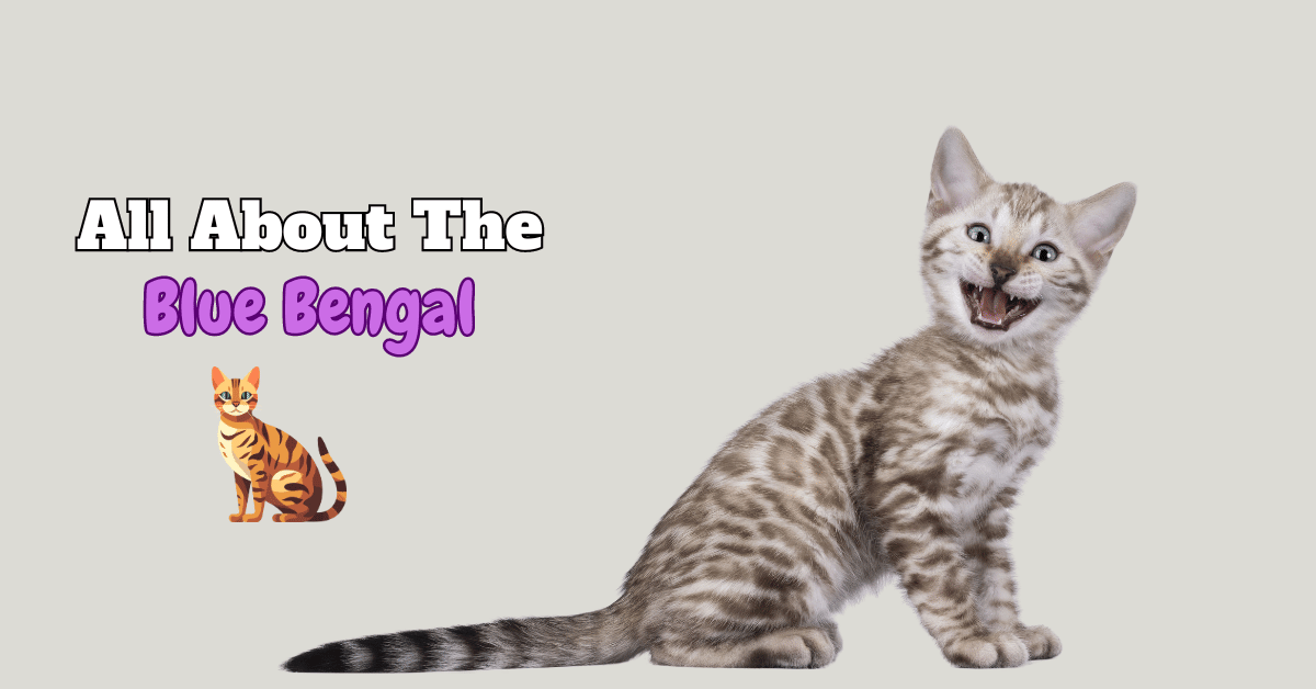 Blue Bengal Cat Featured Image