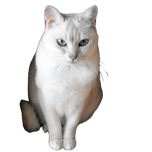 Burmilla cat breed Image as one of the calmest cat breeds