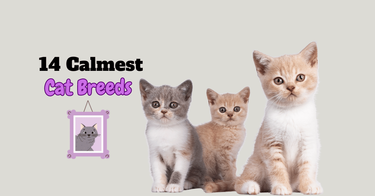 Calmest Cat Breeds featured image