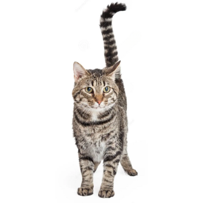 Domestic shorthair cat as one of the most popular cat breeds in the US