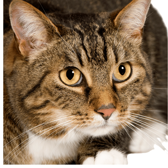 European Shorthair Cat Breed Image as one of the shorthair cat breeds