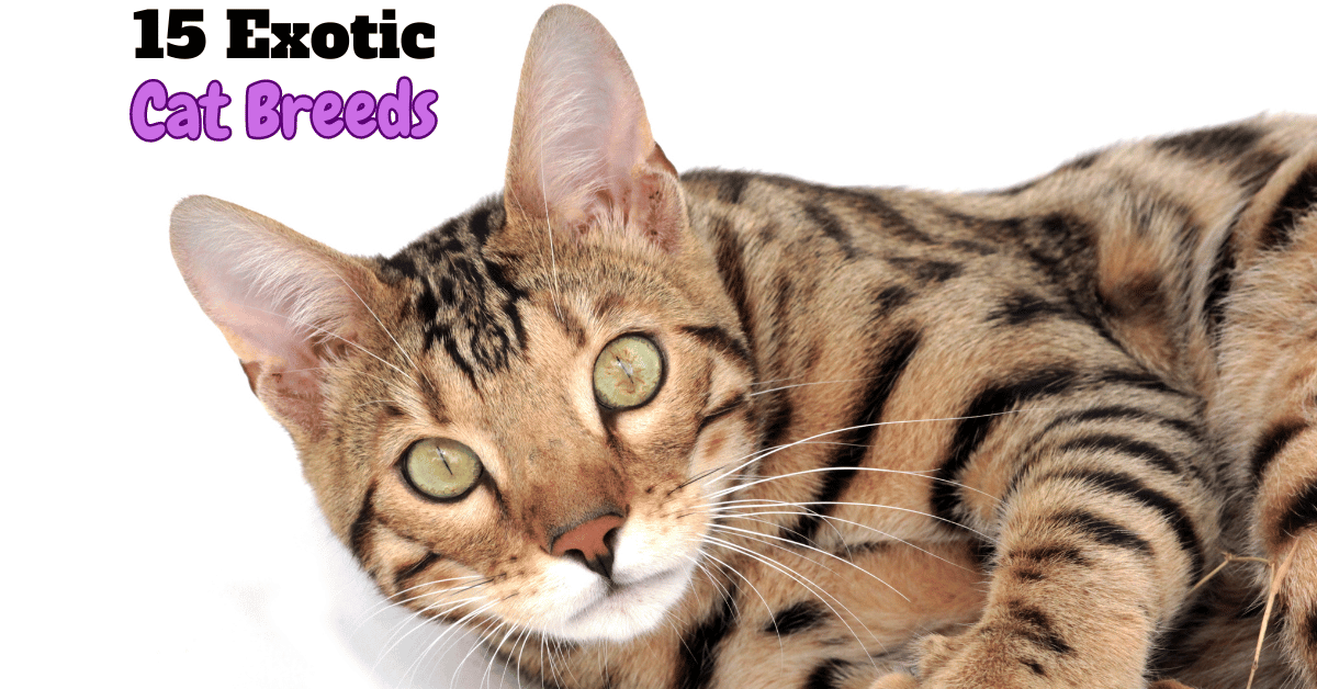 Legal Exotic Cat Breeds: 15 Fascinating Cats for Your Home