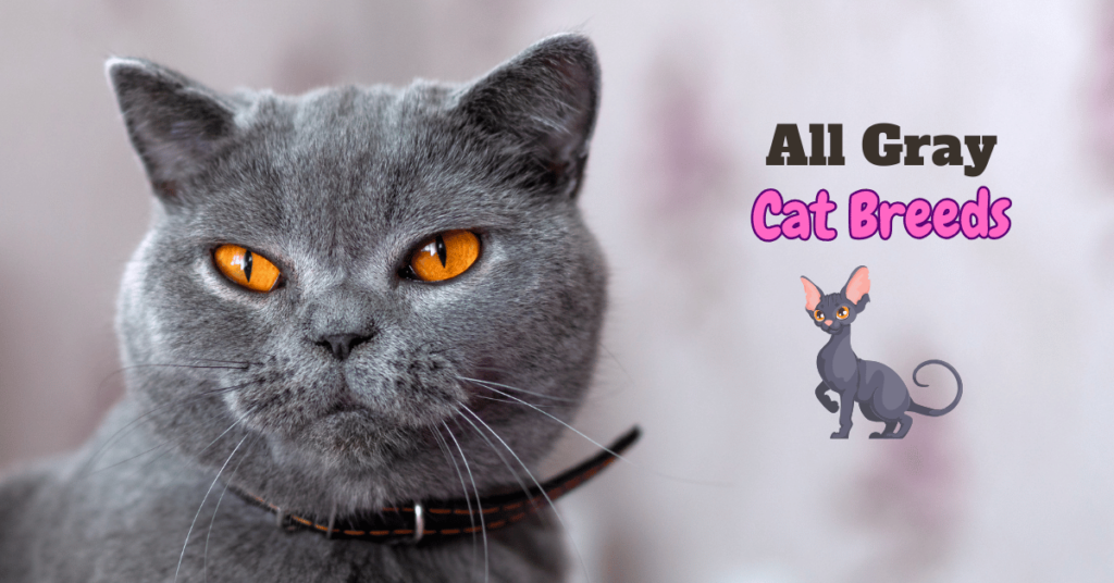 Gray Cat breeds featured Image