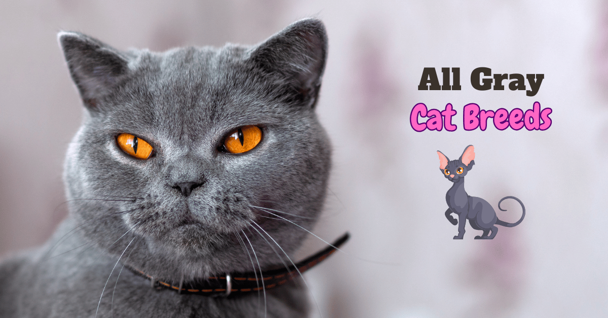 Gray Cat breeds featured Image