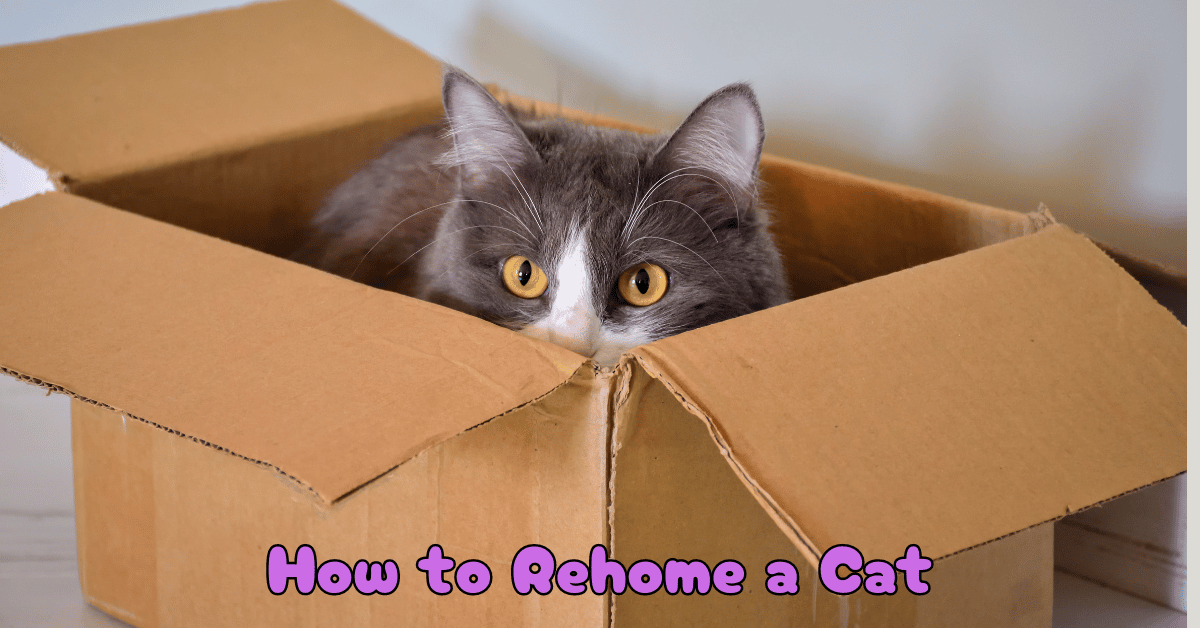 How to Rehome a Cat Responsibly