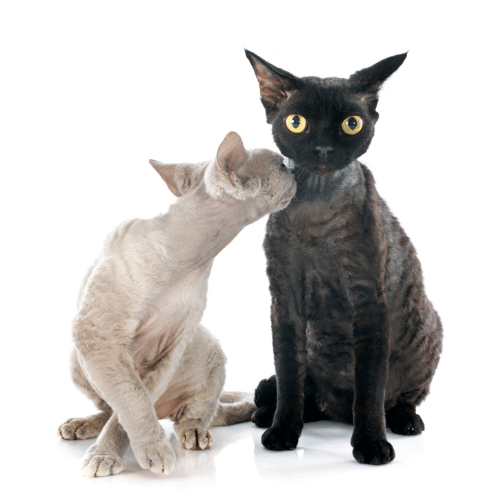 Image of a 2 devon rex cat with one of them is black