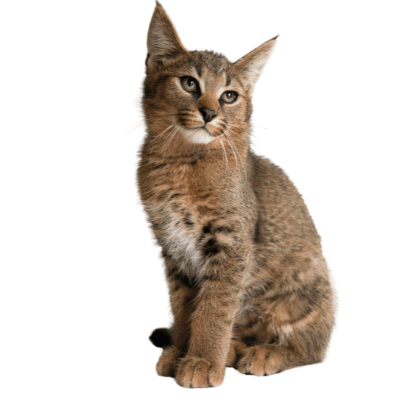 Image of a Caracat as one of the exotic cat breeds