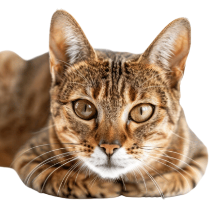 Image of the Sokoke cat breed