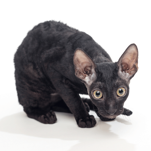 Image of a black Cornish Rex