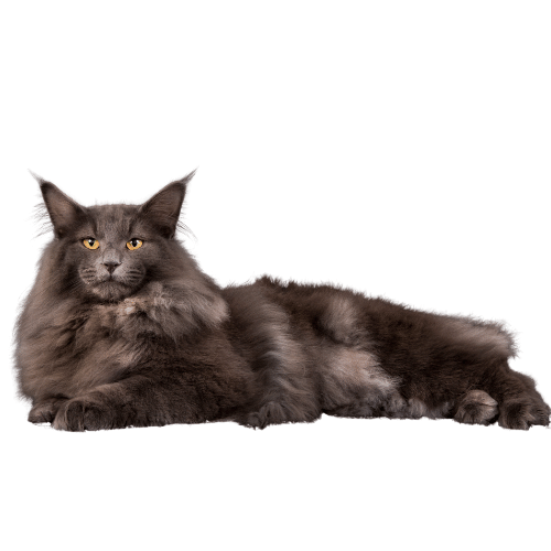 Image of a black Norwegian forest cat