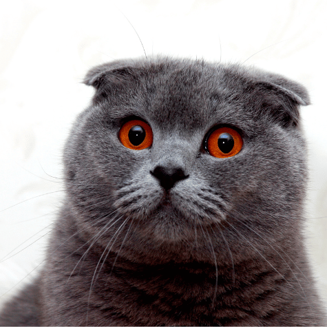 Image of a Black Scottish fold cat