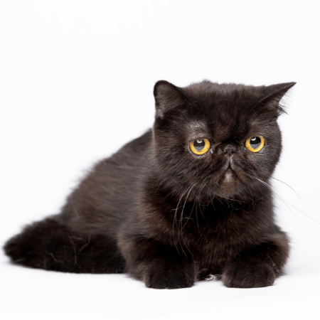 Image of a black exotic shorthair cat