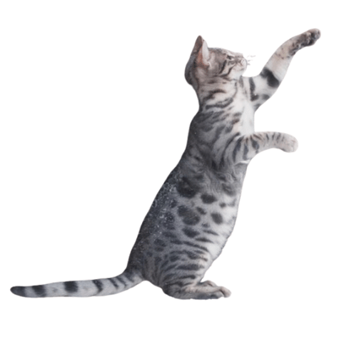 Image of a Blue Bengal Cat Standing