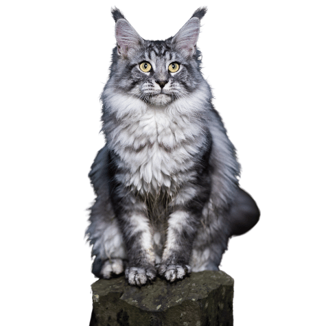 Image of gray Maine Coon cat